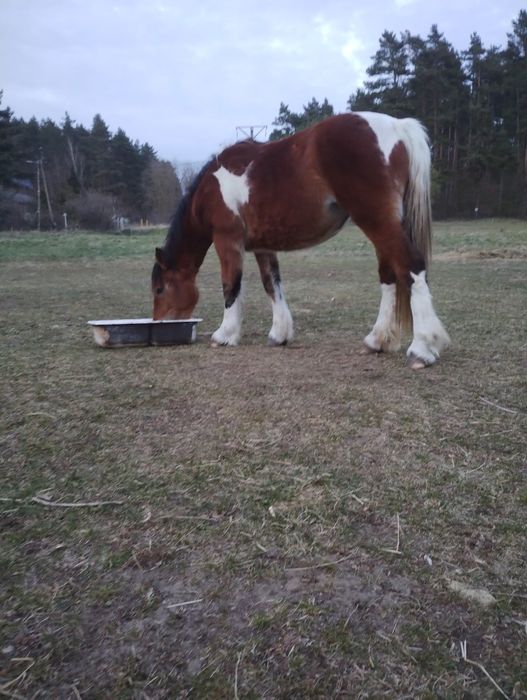 Sprzedam klacz srokatą