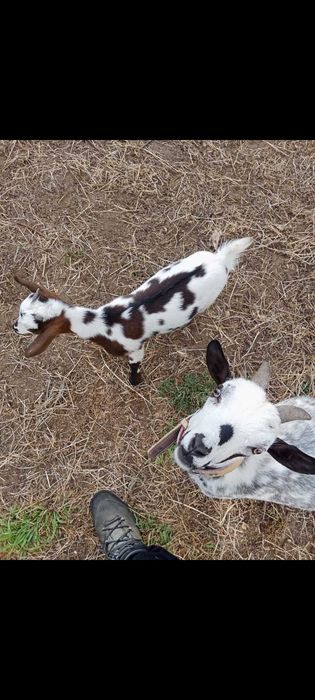Minitura cabrito