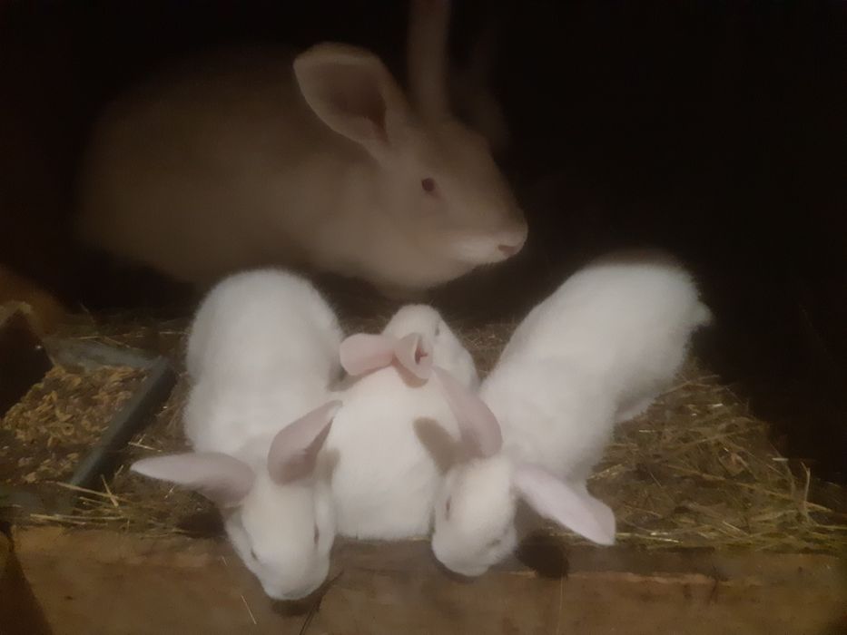 Termondzkie białe wysyłka