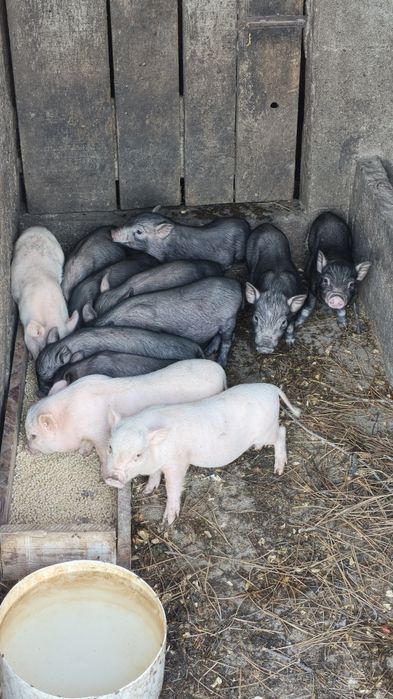 Porcos anões arraçados