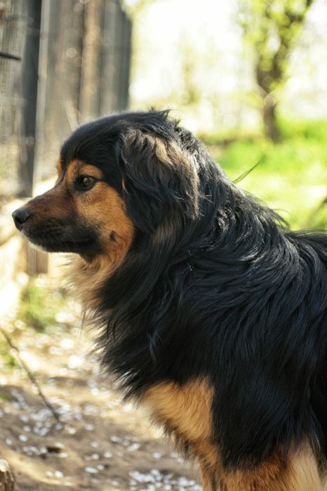 Piękny samczyk szuka nowej rodziny