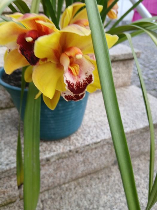 Orquídeas 10€ cada