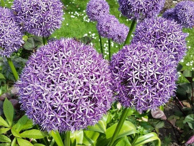 Флокс шиловидний