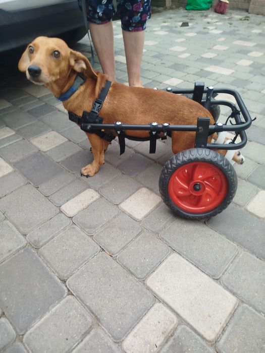 Инвалидная коляска для таксы. Изготовление колясок для собак