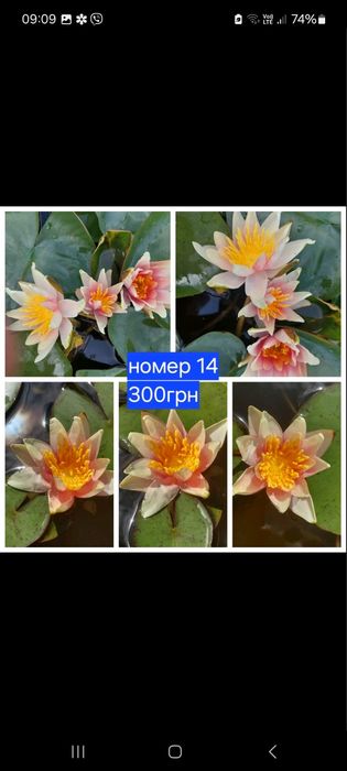 Німфеї, водяні лілії