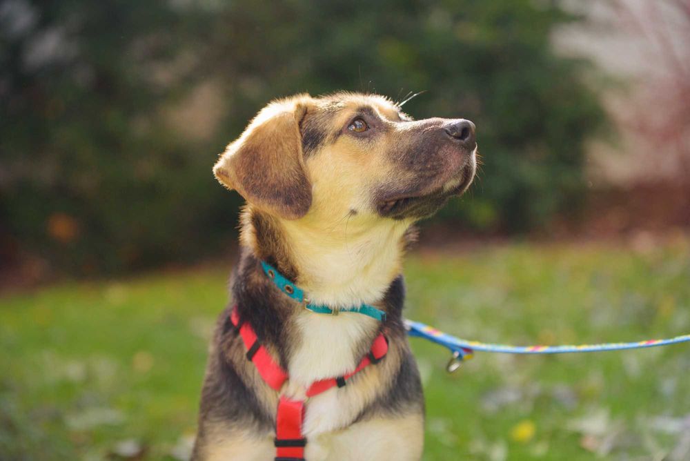 TULUKA - psi dzieciak uczy się żyć normalnie, szczeniak ok. 10 mscy