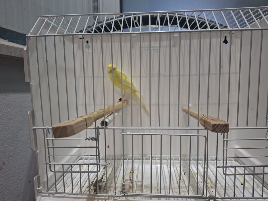 Canario largues espanhok