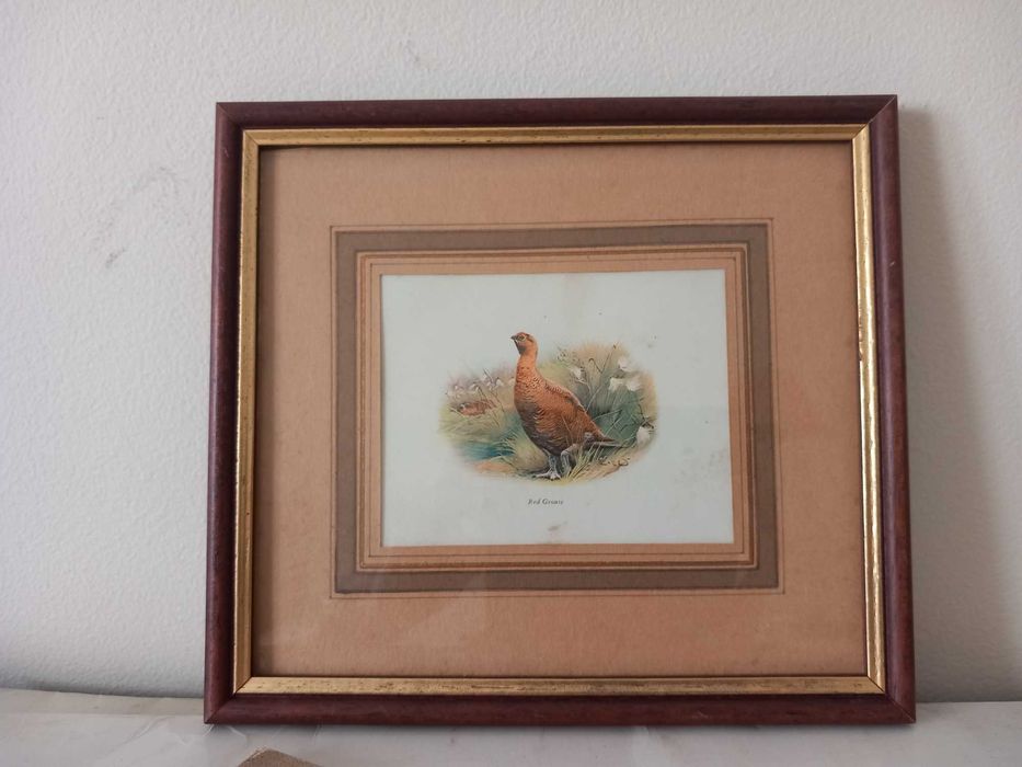 Quadro "Red Grouse"