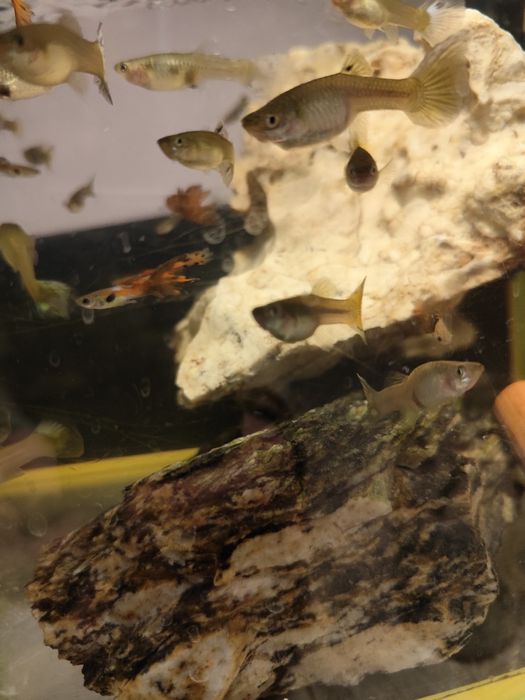 Zamienię gupiki mix