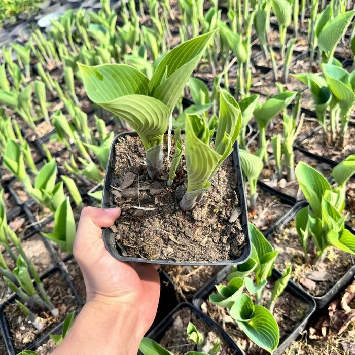 Funkia Hosta 'Halcyon' Doniczka 2.0L Duże Niebieskie liście