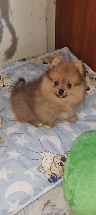 Акция Шпиц померанский щенки