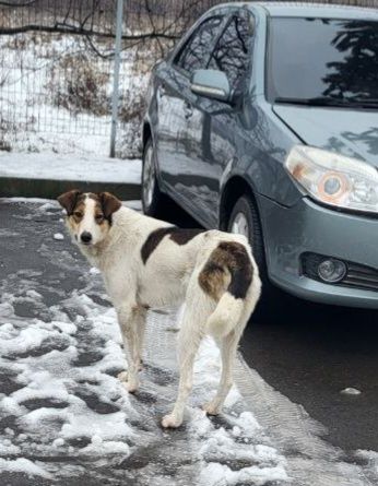 Отдам даром в добрые руки собаку