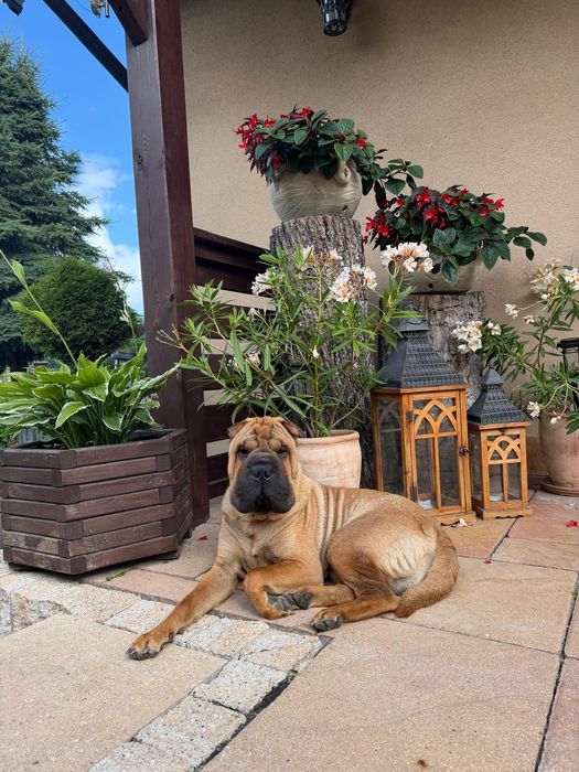 Szczenię Shar Pei FCI
