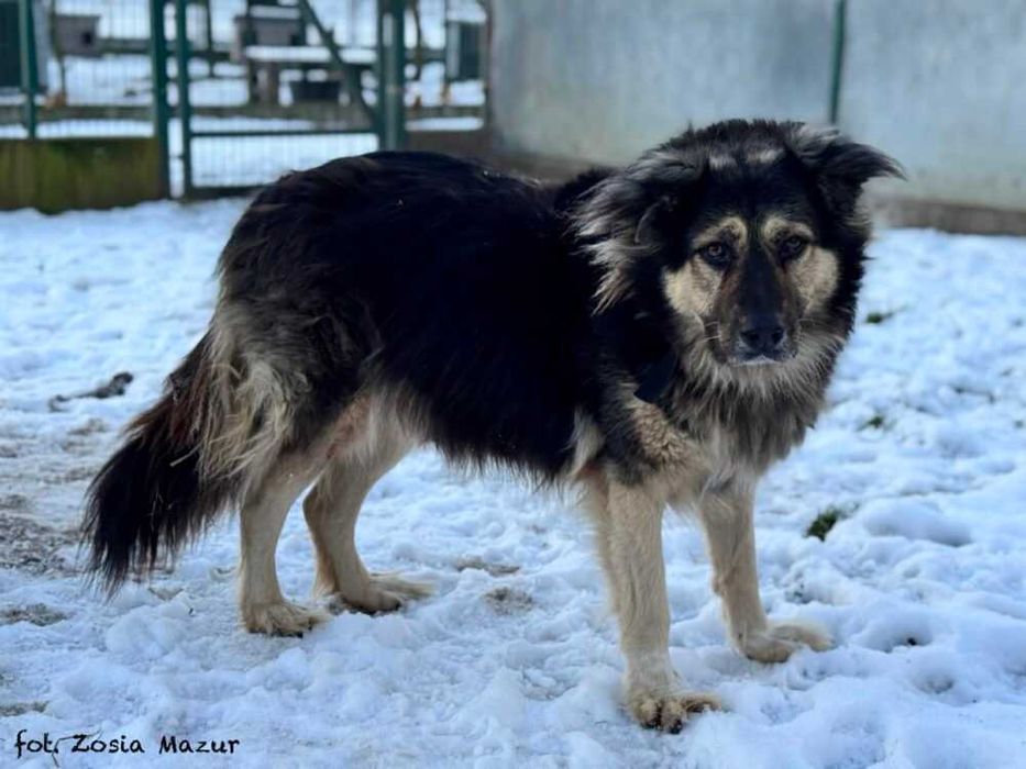 Bercik - duży i pocieszny kudłacz szuka nowego domu z ogrodem 362/25