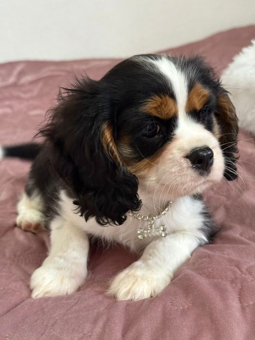 Chłopczyk Cavalier King Charles Spaniel