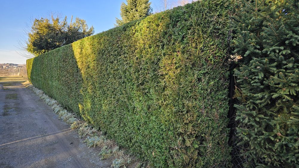 Przycinka  żywopłotów i drzew  Zakładanie trawników pielegnacja. Ogród