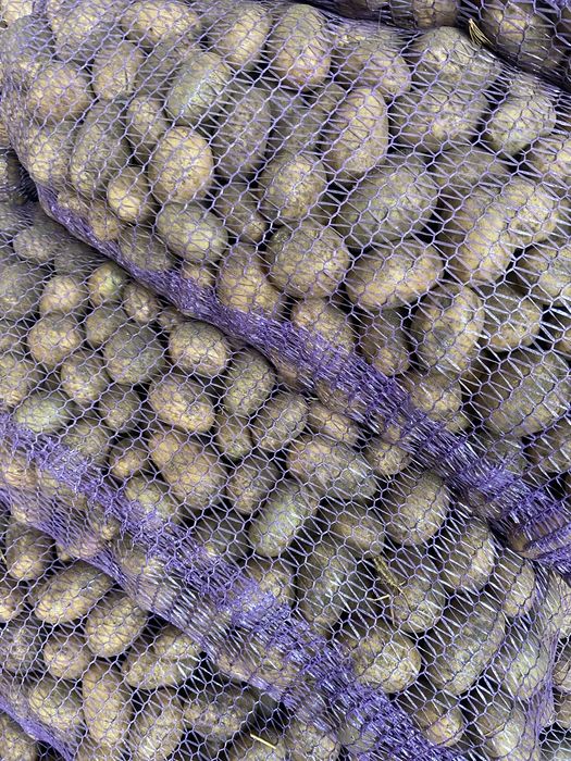 Насінева картопля різних сортів опт