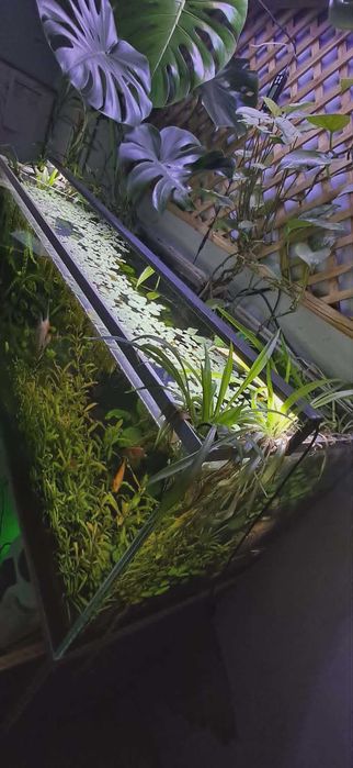 Akwarium OptiWhite 240l
