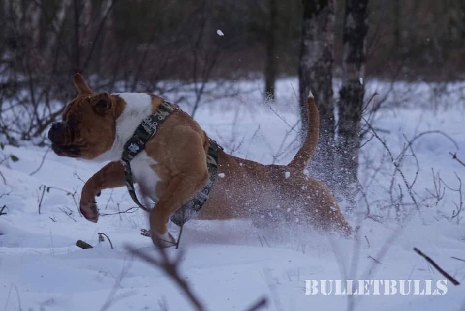 Buldog Amerykański