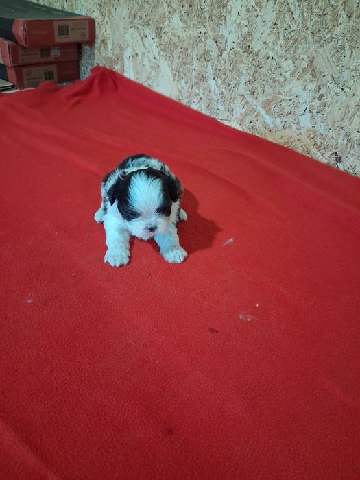 Shih tzu ( macho)