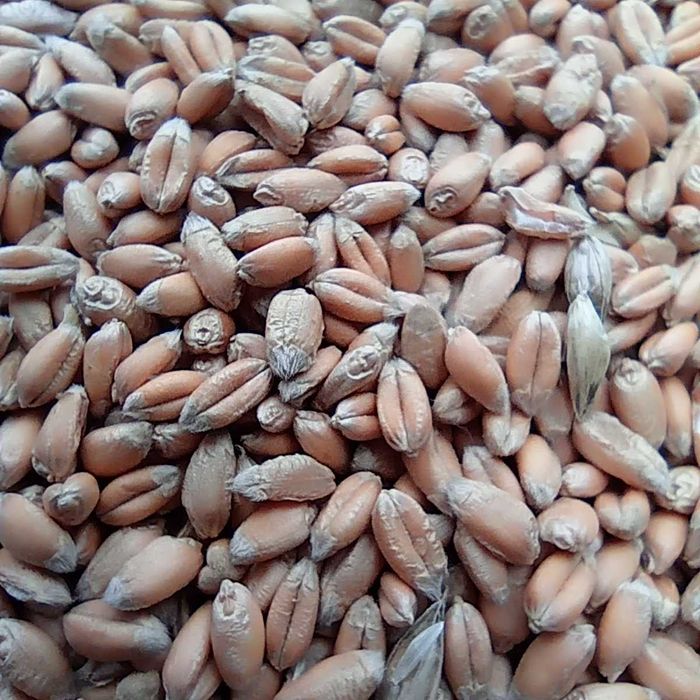 Продам пшеницю озимо-яра  (дворучка) ячмінь (ярий) із під комбайна