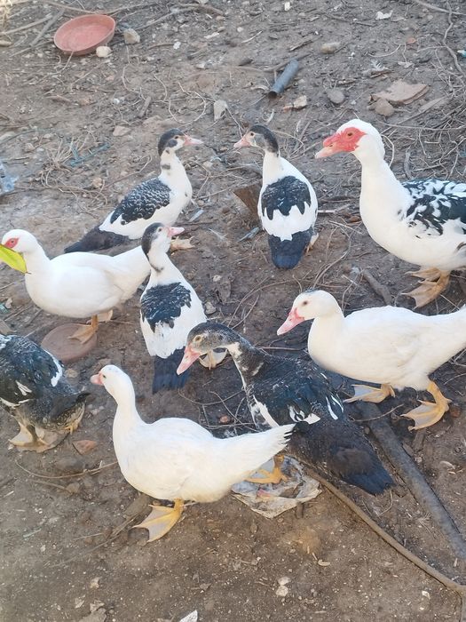 patos    muito  mansinhos