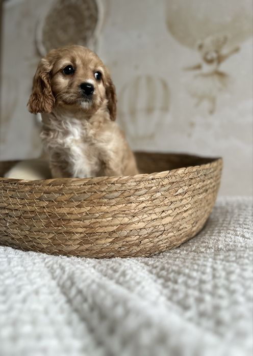 Śliczna suczka Cavapoo