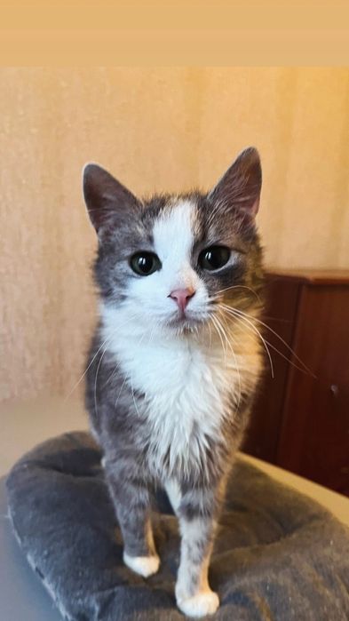 Отдам серо-белого котенка, девочка, 5 месяцев