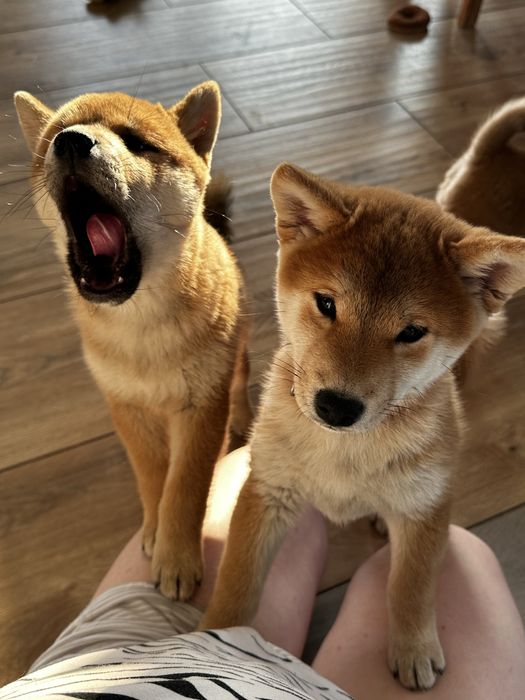 Shiba inu FCI ZKwP Koszalin