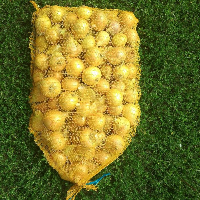 Cebula ekologiczna