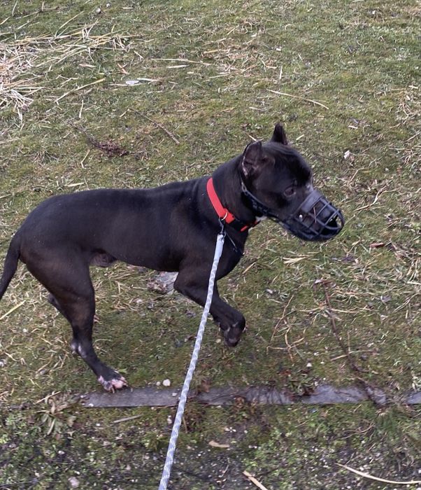 Срочно питбуль в добрые руки