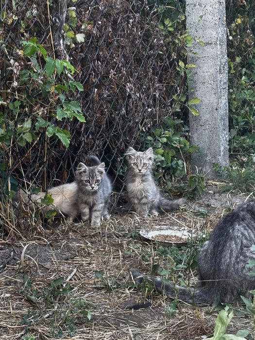 Кошенята в добрі руки