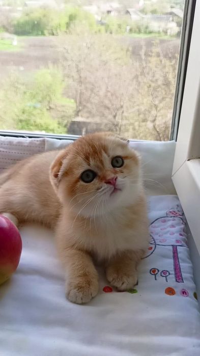 Зеленоглазый котик золотая шиншилла
