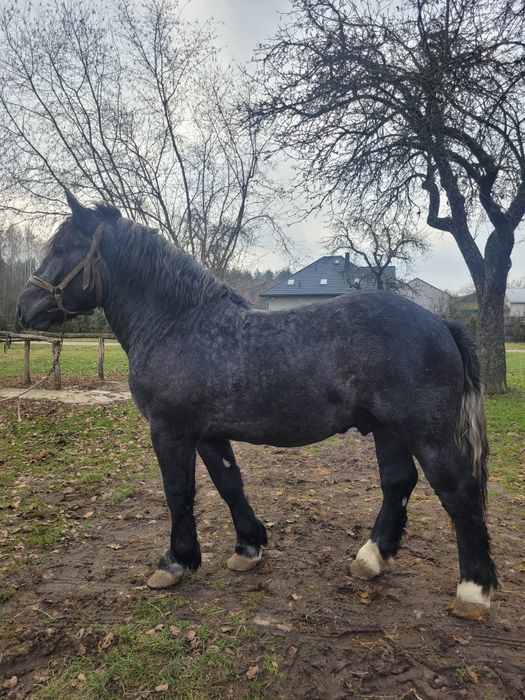 Ogierek zimnokrwisty siwy