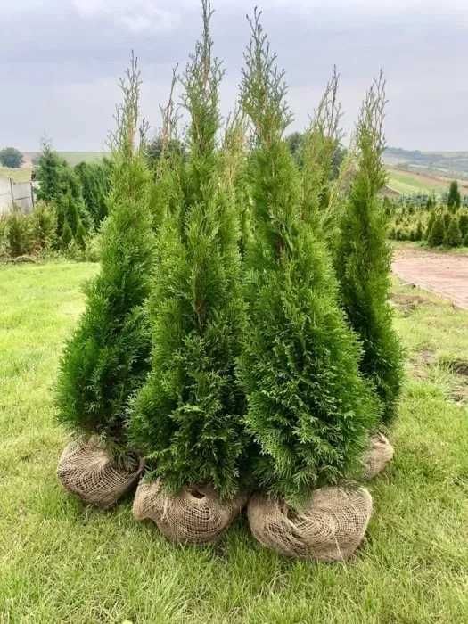 Туя, туї Смарагд 1–2 м • Грунтові, загартовані саджанці