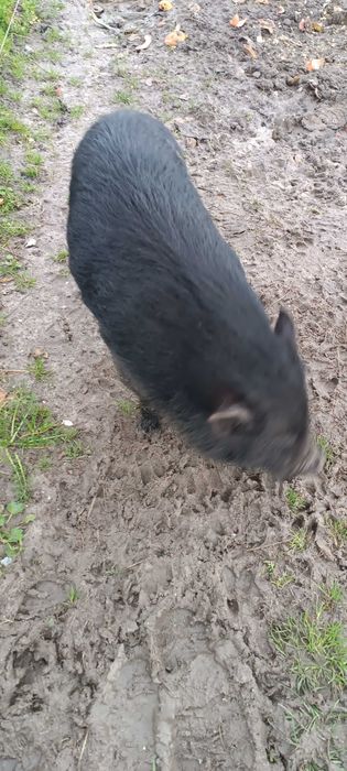 Porco Vietnamita ( com um ano)