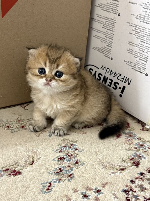 Котята золота шиншила