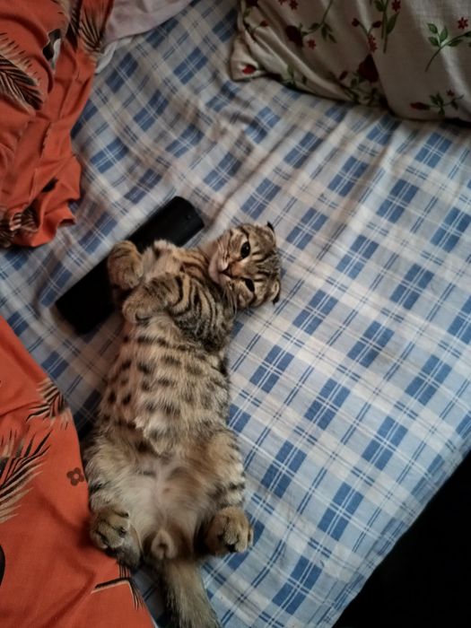 Шикарный Кот приглашает на вязку