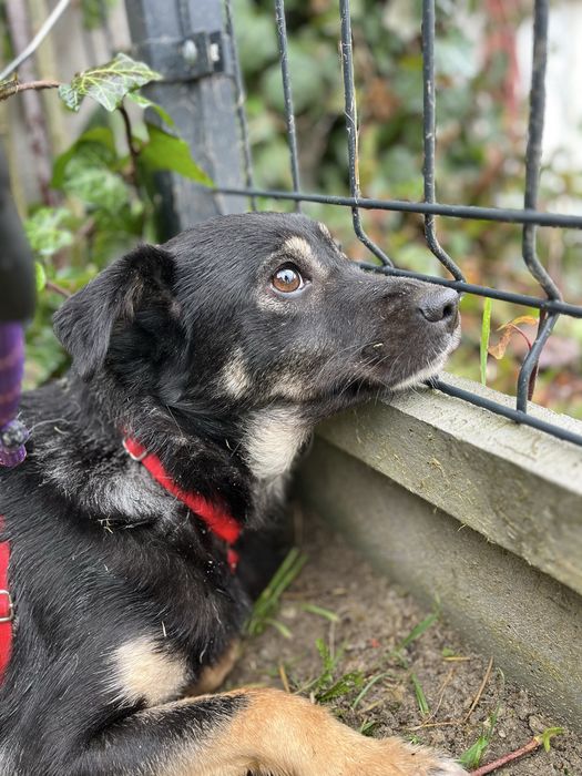 Moly szuka pilnie domu