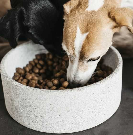 Fajansowa miska dla psa uzywana