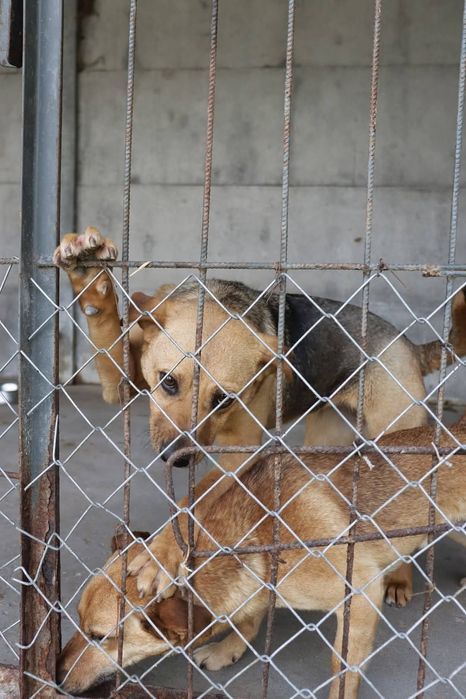 Dejzi przecudowna suczka prosi o domek