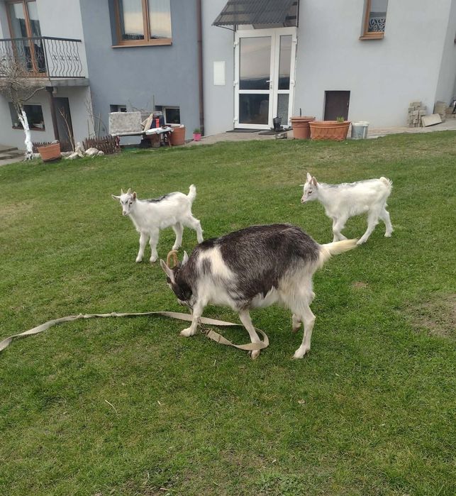 Sprzedam koze i dwa młode koziołki