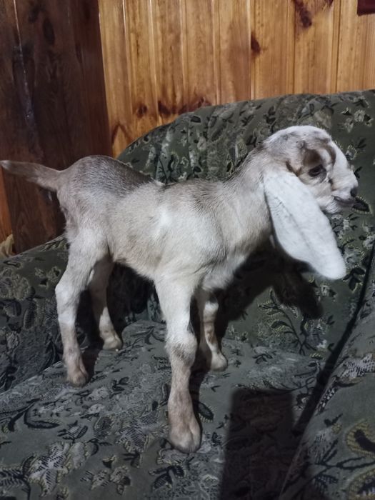 Коза нубо каморі 40 %