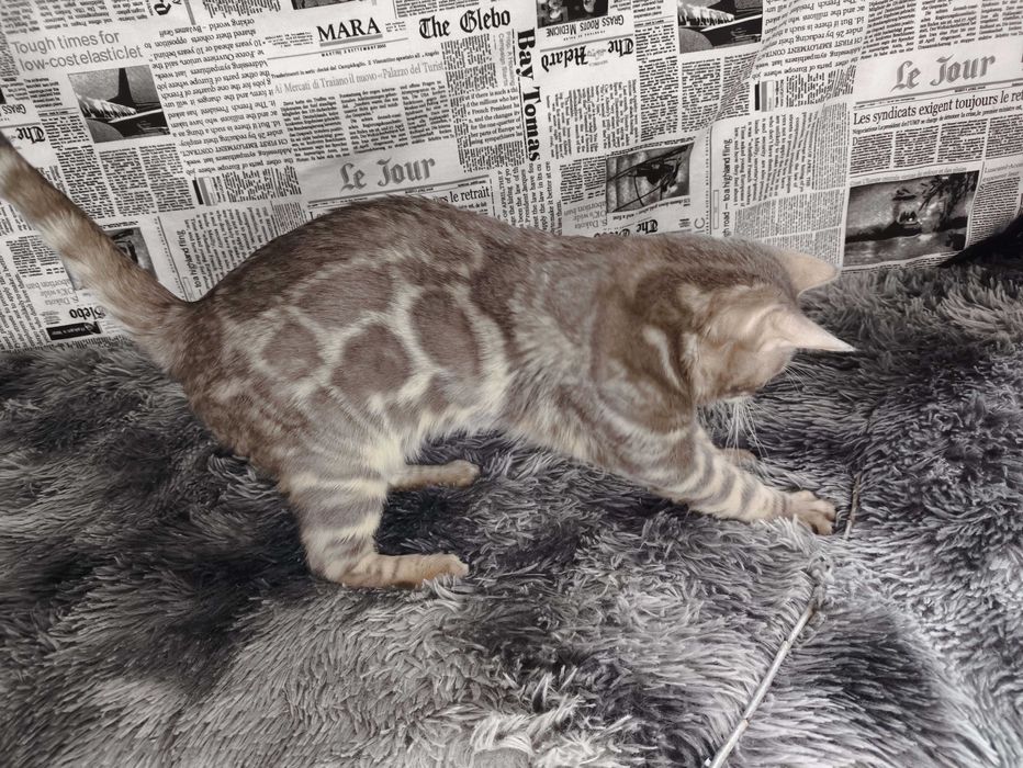 Голубий бенгальський хлопчик, бенгал, кошенята