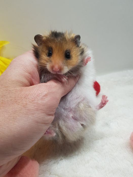 Chomik syryjski (Mesocricetus auratus) maluszki