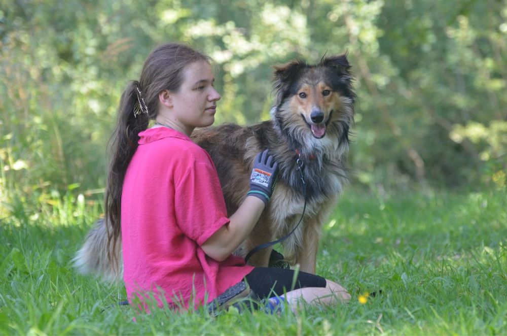 Archie- owczarek szkocki collie do adopcji