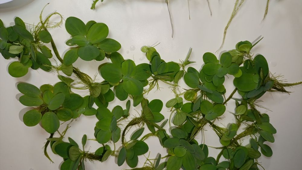 Набір акваріумних рослин