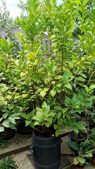 Лимон, дерево лимона