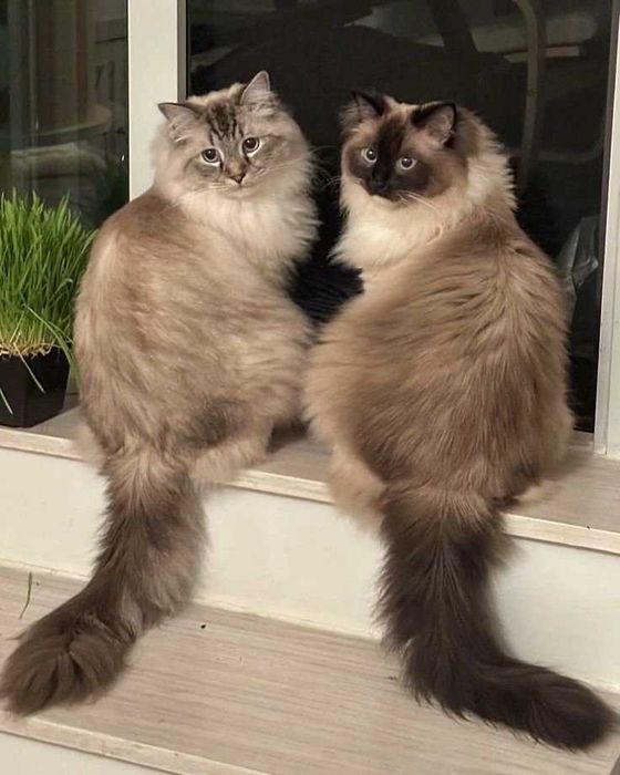 Kocurek rasowy  Ragdoll  skończone ma 17 Tygodni... .