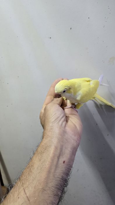 Diversas aves demosticados